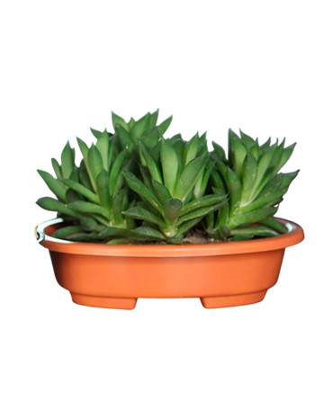 Maceta Bonsai Ovalada Simil Barro